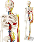 33" Human Skeleton Model with Nerves, Veins and Arteries, Removable Skull Cap,