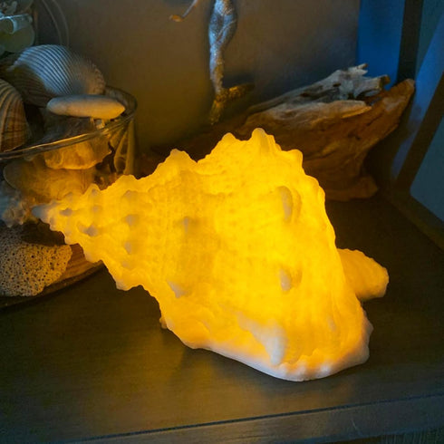 Conch Shell Night Light-Battery Powered LED Night Light for Kids Room, Auto