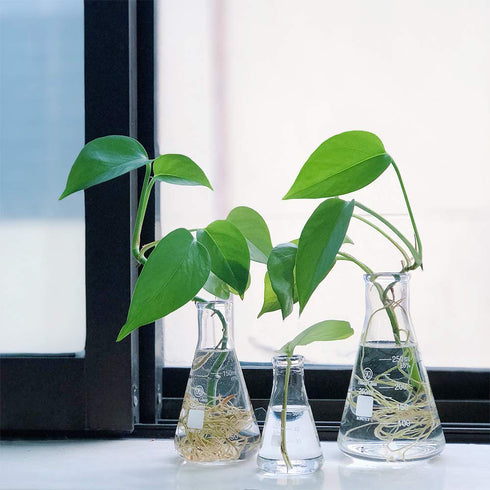 HUAOU 50ml Glass Erlenmeyer Flask Set, Narrow Mouth Graduated, 3.3 Borosilicate Glass, Pack of 6
