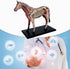 NEXAVKPR Realistic Horse Organ Model Medical Teaching Toy, Horse Anatomy with Detachable Organs for Dissectible Organ