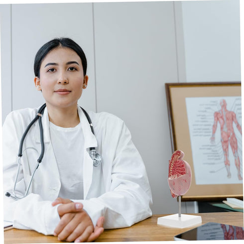 Detailed Human Organ Dissection Model Kit for Biology Education