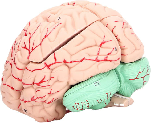Yosoo Health Gear Human Brain Model Anatomy, Detachable Neuroscience Study Mold for Kids with Skull School Home