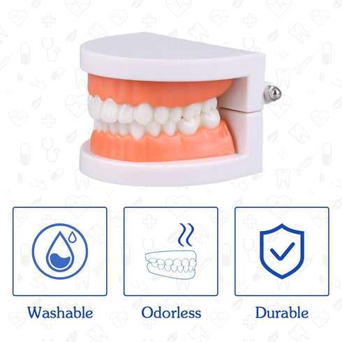 Dental Teeth Model with Denture Toothbrush, Standard Teeth Model Brushing Tooth, Denture Mouth Model Demonstration
