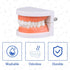 Dental Teeth Model with Denture Toothbrush, Standard Teeth Model Brushing Tooth, Denture Mouth Model Demonstration