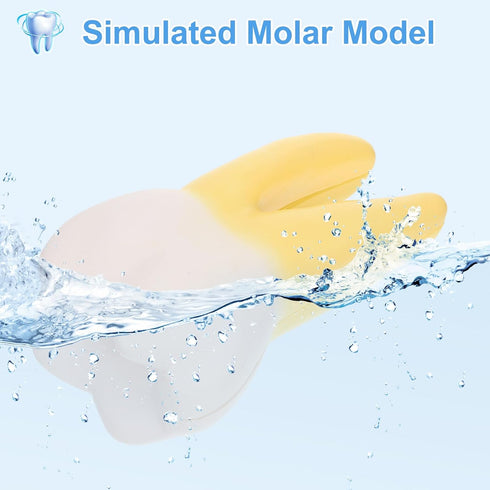 UPKOCH Molar Teeth Model for Dentist Simulation PVC Anatomical Tooth Specimen Oral Health Display Model for Teaching