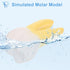 UPKOCH Molar Teeth Model for Dentist Simulation PVC Anatomical Tooth Specimen Oral Health Display Model for Teaching