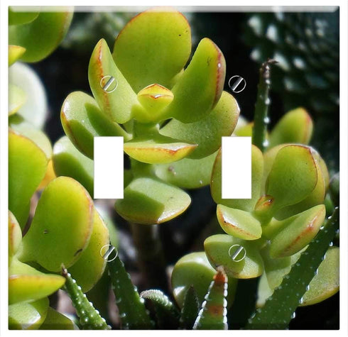 Yuatuwaw Switch Plate Double Toggle - Jade Plant Succulent Container Plant Plant Nature