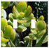 Yuatuwaw Switch Plate Double Toggle - Jade Plant Succulent Container Plant Plant Nature