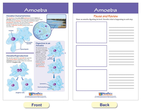 NewPath Learning Protists Bulletin Board Charts, Set of 8, Laminated, Double-Sided, Full-Color, 12" x 18" (94-7017)