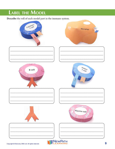 Immune 3-D (24-7776) NewPath System Paper Model Making Kit - Individual Student Edition