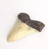 REYINL 5.5 Inch Megalodon (Carcharodon megalodon) tooth, Ivory Color with Serrations(Replica)
