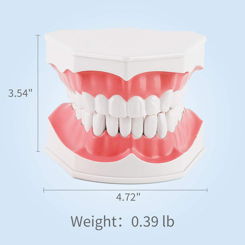 Annhua Large Dental Teeth Model with Denture Toothbrush, 2 Times Brushing Teaching Tools for Kids, Dental Students