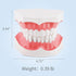 Annhua Large Dental Teeth Model with Denture Toothbrush, 2 Times Brushing Teaching Tools for Kids, Dental Students