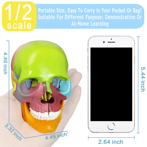 15-Parts HADWYN Puzzle Anatomy Skull Model,Colorful Medical Brain Model,Human Anatomy Exploded Skull Detachable Medical
