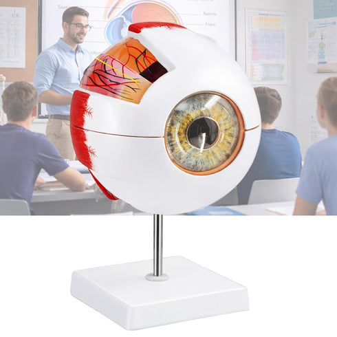 Eye Anatomy Model, 6X Enlarged Eyeball Model, Human Eye Anatomical Model for