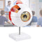 Eye Anatomy Model, 6X Enlarged Eyeball Model, Human Eye Anatomical Model for