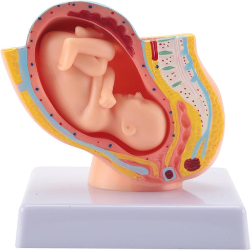 Hubceuo Human Pregnancy Fetal Development 9Th Month Embryonic Pelvic Model Fetus Foetus Pregnancy