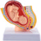 Hubceuo Human Pregnancy Fetal Development 9Th Month Embryonic Pelvic Model Fetus Foetus Pregnancy