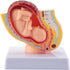 Hubceuo Human Pregnancy Fetal Development 9Th Month Embryonic Pelvic Model Fetus Foetus Pregnancy