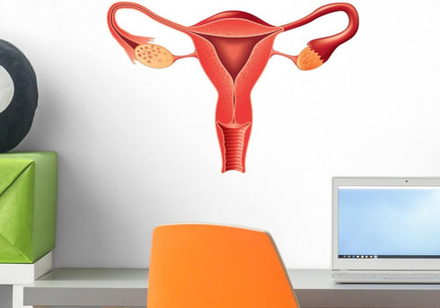 Wallmonkeys Female Reproductive System Anatomy Wall Decal Peel and Stick Graphic (18