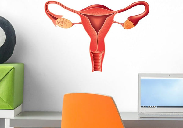 Wallmonkeys Female Reproductive System Anatomy Wall Decal Peel and Stick Graphic (18