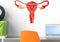 Wallmonkeys Female Reproductive System Anatomy Wall Decal Peel and Stick Graphic (18