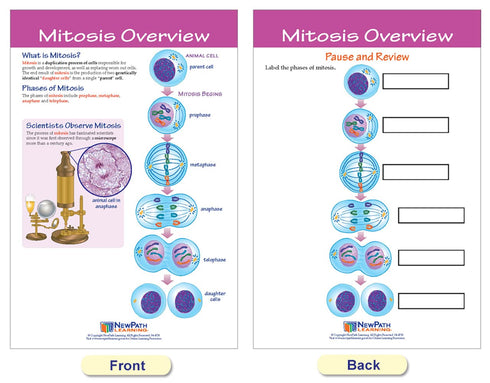 NewPath Learning Mitosis Bulletin Board Chart Set (Pack of 5) (94-7014)