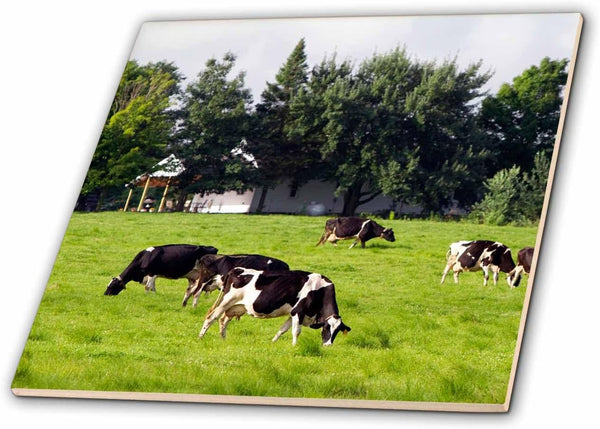 3dRose Dairy Cow Farm, Taylor County, Wisconsin, USA - US50 DFR0049 -
