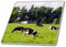 3dRose Dairy Cow Farm, Taylor County, Wisconsin, USA - US50 DFR0049 -