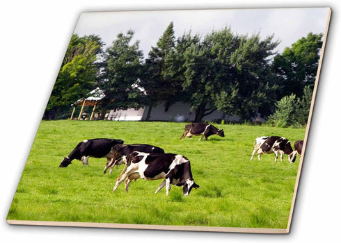 3dRose Dairy Cow Farm, Taylor County, Wisconsin, USA - US50 DFR0049 -