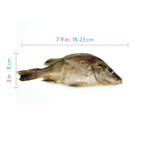 Anatomy Lab Perch Specimen for Dissection, 7-9 Inches, Plain Injection, Vacuum Pack of 10