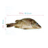 Anatomy Lab Perch Specimen for Dissection, 7-9 Inches, Plain Injection, Vacuum Pack of 10