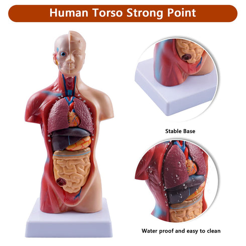 breesky 10.5inch Medical Torso Human Body Model Anatomy Doll with 15 Removable Parts for Education and Study