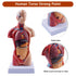 breesky 10.5inch Medical Torso Human Body Model Anatomy Doll with 15 Removable Parts for Education and Study