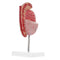Anatomical Model Scale Human Organ Dissection Kit Realistic Detail for Biology School