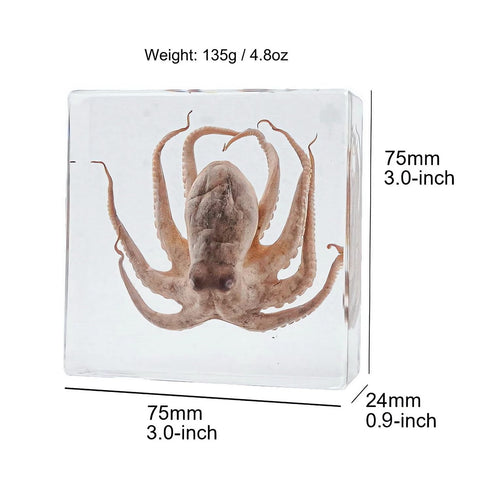 Aolowewin (3.0x3.0x0.8-inch) Taxidermy Crabs, Real Oceans Animals Specimen in Resin Preserved, Clear for Closer-Look