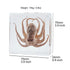 Aolowewin (3.0x3.0x0.8-inch) Taxidermy Crabs, Real Oceans Animals Specimen in Resin Preserved, Clear for Closer-Look