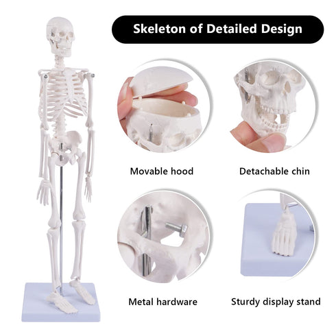 17" NLShan Human Skeleton Model for Anatomy: Scientific Model with Movable Arms, Legs & Display Stand - Mini Human