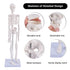 17" NLShan Human Skeleton Model for Anatomy: Scientific Model with Movable Arms, Legs & Display Stand - Mini Human