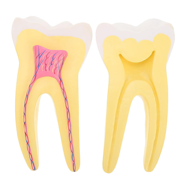 UPKOCH Molar Teeth Model for Dentist Simulation PVC Anatomical Tooth Specimen Oral