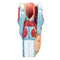 2X Human Larynx Model - Anatomically Accurate Throat Model Pharynx Model for