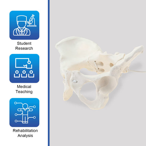 Communication, LYOU Life-Size Flexible Female Pelvis Model for Science Education, Obstetrics, Gynecology & Patient