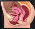 6.5x8inch Female reproductive Part Rubber matt Model, Female Genital Organ, Uterine Medical Teaching Anatomical