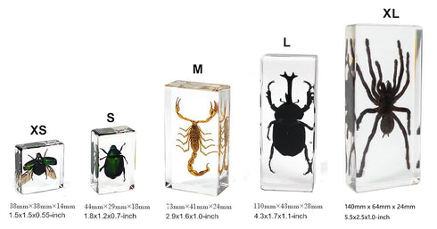 Aolowewin (2.9x1.6x0.9-inch) Taxidermy Crabs Conch, Oceans Animals - Sea Creatures Specimen in Resin for Closer-Look