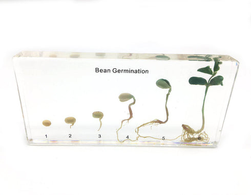 Bean Germination in Acrylic Block, Lifecycle of Bean Biology Science Classroom Specimens