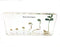 Bean Germination in Acrylic Block, Lifecycle of Bean Biology Science Classroom Specimens