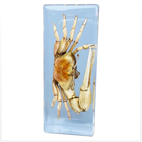 GFAZXDS Study Model Fiddler Crab Embedded Specimen Marine Life Crab Specimen Model, Raw Crystal Resin Real Insect Crab