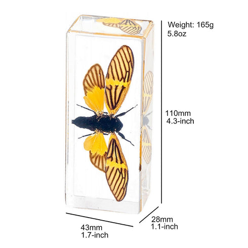Aolowewin (4.3x1.7x1.1-inch) Extra Large Insect Specimens, Taxidermy Crab Beetles Cicada, Preserved Bug, Bugs Specimen