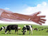 50Pcs Disposable Soft Plastic Film Gloves, Vet Gloves Palpation Sleeve Artificial Insemination Gloves 35.5inch Full Arm Gloves Livestock Gloves for Field Dressing