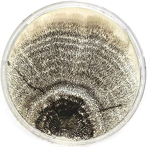 Malt Extract Agar (MEA) Plates for Mushroom Cultivation, 10 Prepoured Agar Plates